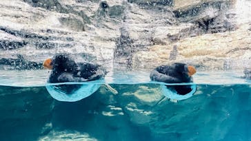 アクアワールド茨城県大洗水族館に投稿された画像（2022/12/17）