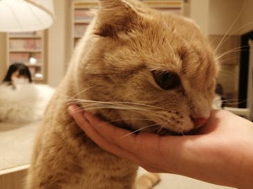 猫カフェモカ　イオンモール幕張新都心店に投稿された画像（2022/12/17）