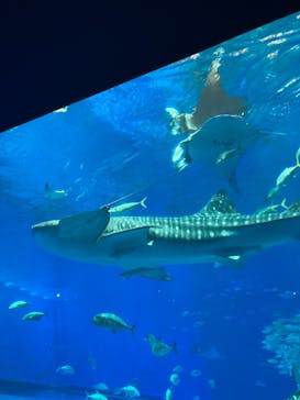 沖縄美ら海水族館に投稿された画像（2022/12/17）