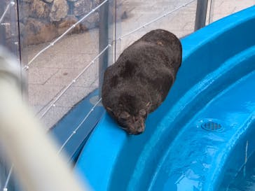 大分マリーンパレス水族館 「うみたまご」に投稿された画像（2022/12/17）