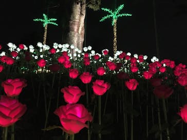 美らヤシパークオキナワ・東南植物楽園に投稿された画像（2022/12/17）