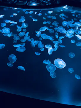 すみだ水族館に投稿された画像（2022/12/17）