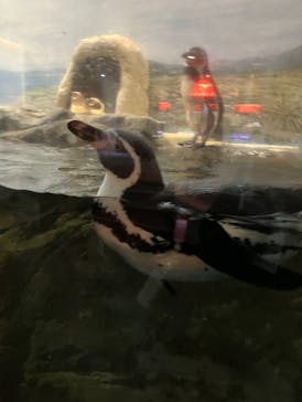 新江ノ島水族館に投稿された画像（2022/12/17）