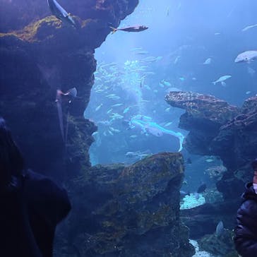 京都水族館に投稿された画像（2022/12/17）