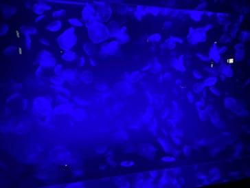 名古屋港水族館に投稿された画像（2022/12/17）