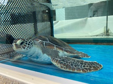 名古屋港水族館に投稿された画像（2022/12/17）