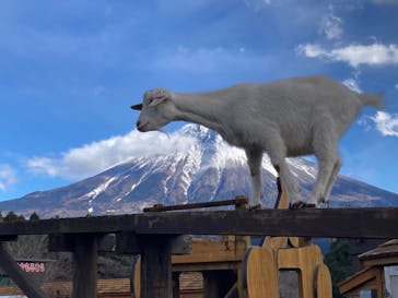 まかいの牧場に投稿された画像（2022/12/18）