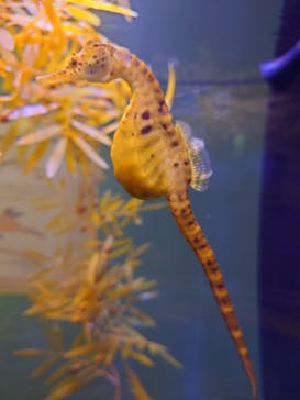 ゼロ距離水族館 伊勢シーパラダイスに投稿された画像（2022/12/18）