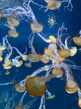 新江ノ島水族館に投稿された画像（2022/12/18）