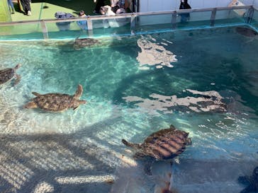 新江ノ島水族館に投稿された画像（2022/12/18）