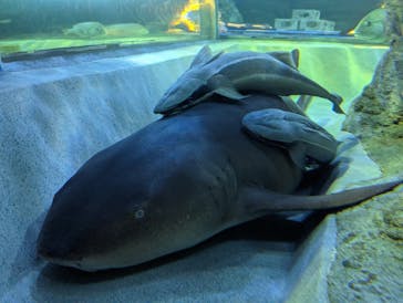 しながわ水族館に投稿された画像（2022/12/18）