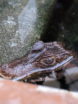 熱川バナナワニ園に投稿された画像（2022/12/18）