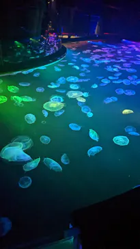 すみだ水族館に投稿された画像（2022/12/18）