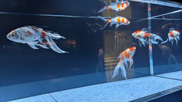 すみだ水族館に投稿された画像（2022/12/18）