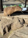 伊豆シャボテン動物公園に投稿された画像（2022/12/18）