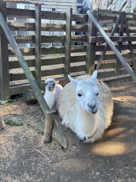 伊豆シャボテン動物公園に投稿された画像（2022/12/18）