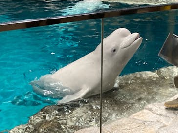 名古屋港水族館に投稿された画像（2022/12/18）
