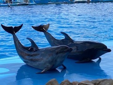 名古屋港水族館に投稿された画像（2022/12/18）