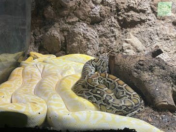 体感型動物園iZooに投稿された画像（2022/12/18）