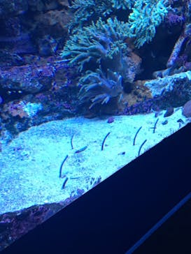サンシャイン水族館に投稿された画像（2022/12/18）