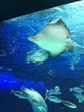 サンシャイン水族館に投稿された画像（2022/12/18）