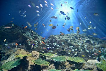 アクアワールド茨城県大洗水族館に投稿された画像（2022/12/18）