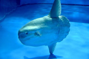 アクアワールド茨城県大洗水族館に投稿された画像（2022/12/18）