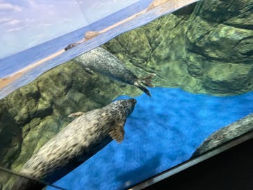 新江ノ島水族館に投稿された画像（2022/12/18）