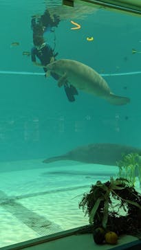 沖縄美ら海水族館に投稿された画像（2022/12/18）