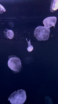 サンシャイン水族館に投稿された画像（2022/12/18）