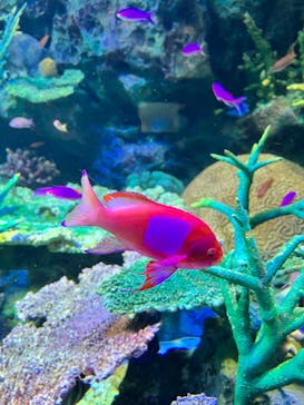 サンシャイン水族館に投稿された画像（2022/12/18）