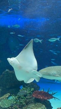 サンシャイン水族館に投稿された画像（2022/12/18）