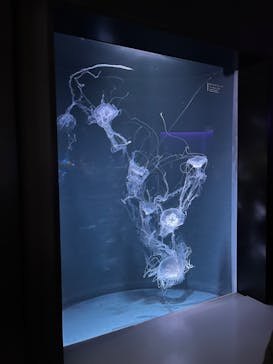 京都水族館に投稿された画像（2022/12/18）