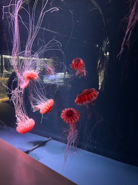 京都水族館に投稿された画像（2022/12/18）