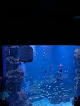 京都水族館に投稿された画像（2022/12/18）