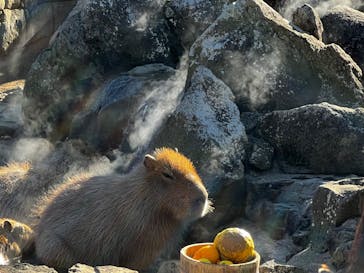 伊豆シャボテン動物公園に投稿された画像（2022/12/18）
