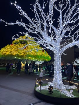 東京メガイルミに投稿された画像（2022/12/18）