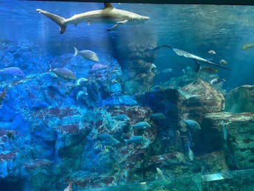 大分マリーンパレス水族館 「うみたまご」に投稿された画像（2022/12/18）