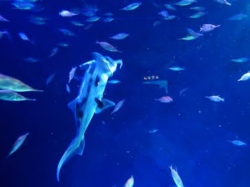 サンシャイン水族館に投稿された画像（2022/12/18）