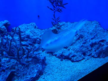 サンシャイン水族館に投稿された画像（2022/12/18）