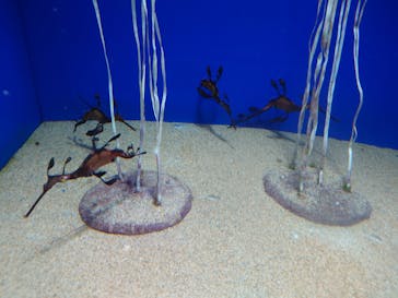 サンシャイン水族館に投稿された画像（2022/12/18）