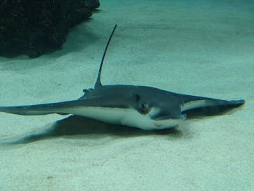 サンシャイン水族館に投稿された画像（2022/12/18）