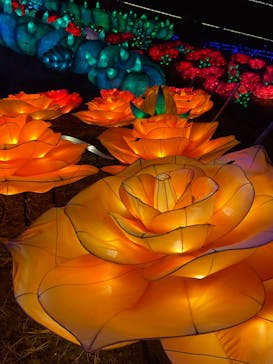 伊豆ぐらんぱる公園に投稿された画像（2022/12/18）