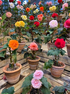 なばなの里に投稿された画像（2022/12/18）