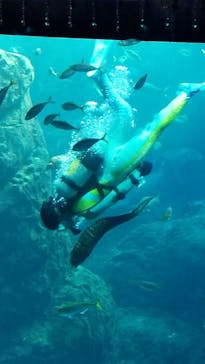 新江ノ島水族館に投稿された画像（2022/12/18）