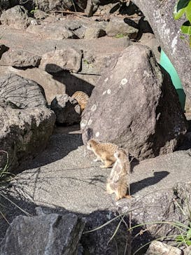 伊豆アニマルキングダムに投稿された画像（2022/12/18）