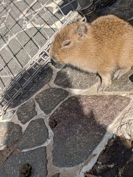 伊豆アニマルキングダムに投稿された画像（2022/12/18）