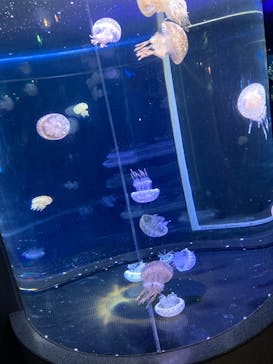 新江ノ島水族館に投稿された画像（2022/12/18）