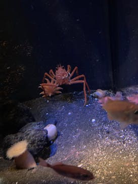 新江ノ島水族館に投稿された画像（2022/12/18）