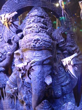 UWSアクアリウム　UNDER WATER SPACEに投稿された画像（2022/12/19）